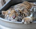 rescued-circus-tiger-cub-aasha-1
