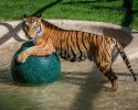 rescued-circus-tiger-cub-aasha-2