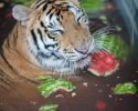 rescued-circus-tiger-cub-aasha-5