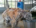 rescued-circus-tiger-cub-aasha-8