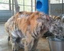 rescued-circus-tiger-cub-aasha-9