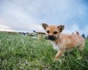 stray-dog-adoped-by-marathon-runner-5