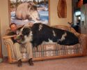 the-most-unusual-pets-33