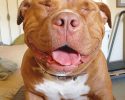 meaty-the-rescue-dog-cant-stop-smiling-10