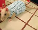 cute-animals-with-sweaters-14