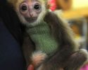 cute-animals-with-sweaters-16