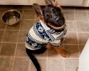 cute-animals-with-sweaters-21