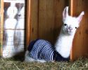 cute-animals-with-sweaters-22