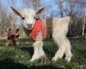 cute-animals-with-sweaters-29