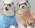 cute-animals-with-sweaters-31