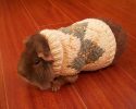 cute-animals-with-sweaters-35