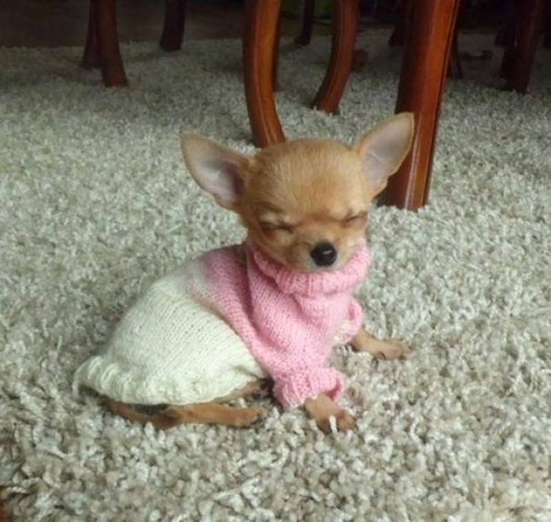 20+ of the cutest baby animal wearing tiny sweaters