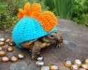 cute-animals-with-sweaters-8