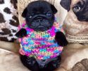 cute-animals-with-sweaters-9