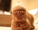 cats-in-hats-made-from-their-own-hair-12