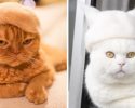 cats-in-hats-made-from-their-own-hair-13