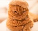 cats-in-hats-made-from-their-own-hair-14