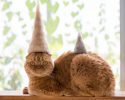 cats-in-hats-made-from-their-own-hair-4