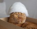 cats-in-hats-made-from-their-own-hair-6