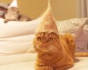 cats-in-hats-made-from-their-own-hair-7