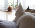 cats-in-hats-made-from-their-own-hair-8