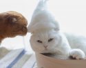 cats-in-hats-made-from-their-own-hair-9