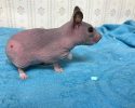 silky-the-abandoned-hairless-hamster-gets-a-sweater-2