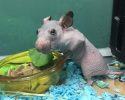 silky-the-abandoned-hairless-hamster-gets-a-sweater-3