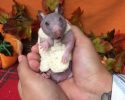 silky-the-abandoned-hairless-hamster-gets-a-sweater-4