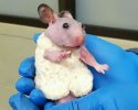 silky-the-abandoned-hairless-hamster-gets-a-sweater-5