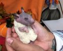 silky-the-abandoned-hairless-hamster-gets-a-sweater-6