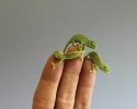 cutest-baby-chameleons-ever-12