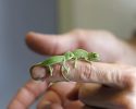 cutest-baby-chameleons-ever-14