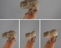 cutest-baby-chameleons-ever-16