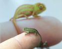 cutest-baby-chameleons-ever-17