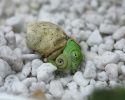 cutest-baby-chameleons-ever-8