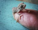 cutest-baby-chameleons-ever-9