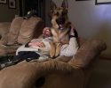 dads-who-did-not-want-a-dog-but-quickly-gave-in-2017-01-24-15