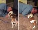dads-who-did-not-want-a-dog-but-quickly-gave-in-2017-01-24-16