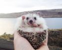 awesomelycute-hedgehogs-awesomelycute.com-1