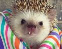awesomelycute-hedgehogs-awesomelycute.com-10