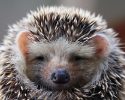 awesomelycute-hedgehogs-awesomelycute.com-13