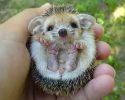 awesomelycute-hedgehogs-awesomelycute.com-14