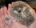 awesomelycute-hedgehogs-awesomelycute.com-15