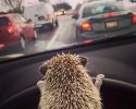 awesomelycute-hedgehogs-awesomelycute.com-2