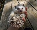 awesomelycute-hedgehogs-awesomelycute.com-3