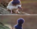 awesomelycute-hedgehogs-awesomelycute.com-4