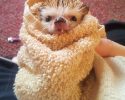 awesomelycute-hedgehogs-awesomelycute.com-5