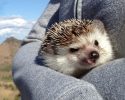 awesomelycute-hedgehogs-awesomelycute.com-6