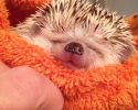 awesomelycute-hedgehogs-awesomelycute.com-7
